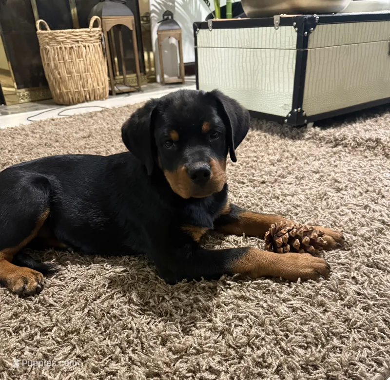 Rottweiler – Rottweiler puppy for sale in Manassas, VA