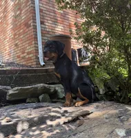 Izzy, a female Rottweiler for sale in Manassas, VA – 3 of 3