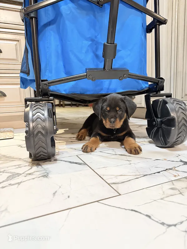 Rottweiler – Rottweiler puppy for sale in Manassas, VA