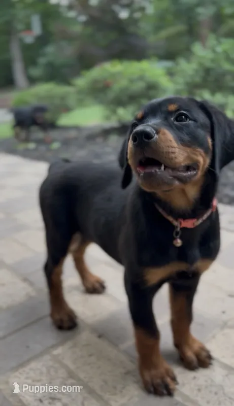 Rottweiler – Rottweiler puppy for sale in Manassas, VA