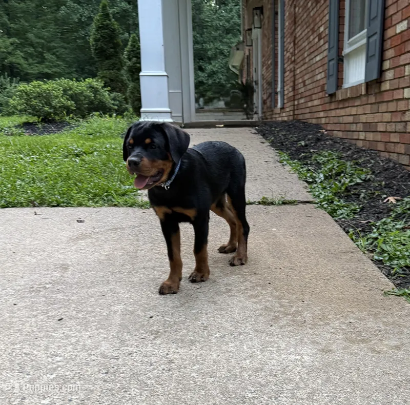 Rottweiler – Rottweiler puppy for sale in Manassas, VA