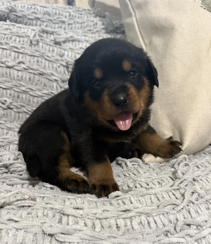 Rottweiler – Rottweiler puppy for sale in Manassas, VA