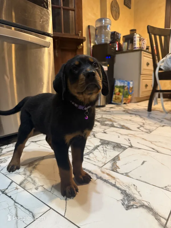 Rottweiler – Rottweiler puppy for sale in Manassas, VA