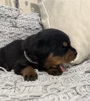 Rottweiler, a female Rottweiler for sale in Manassas, VA – 5 of 9