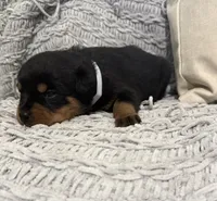 Rottweiler, a female Rottweiler for sale in Manassas, VA – 7 of 9