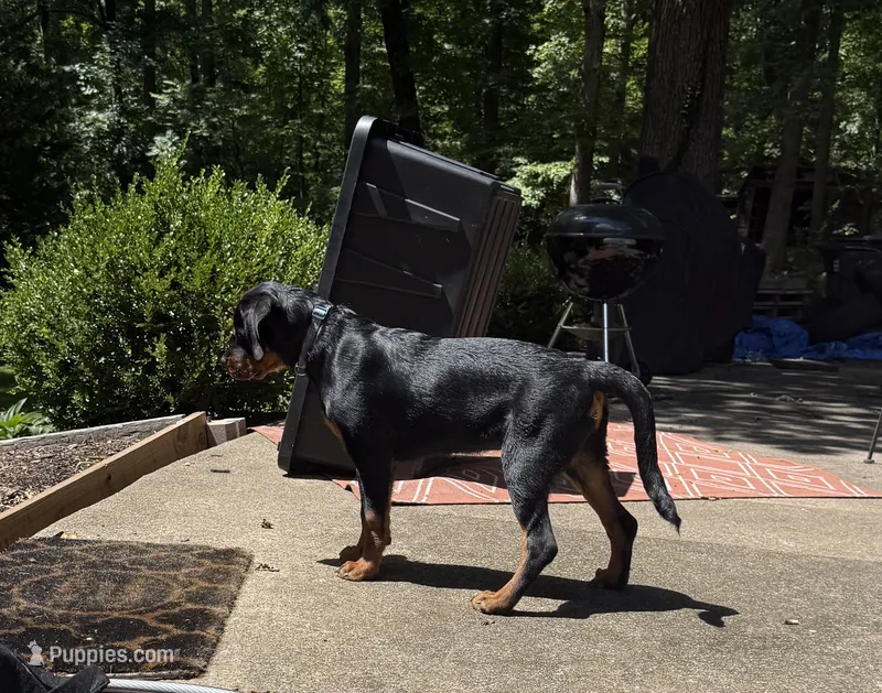 Izzy – Rottweiler puppy for sale in Manassas, VA