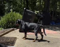 Izzy, a female Rottweiler for sale in Manassas, VA – 1 of 3