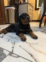 Rottweiler, a female Rottweiler for sale in Manassas, VA – 3 of 3