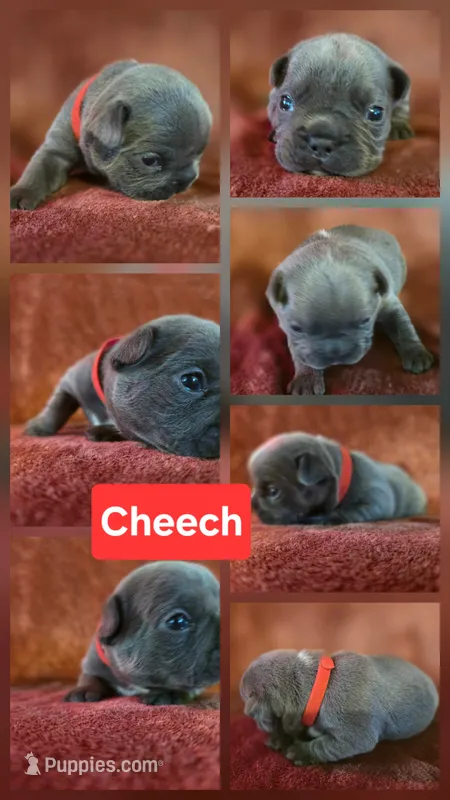 Cheech – French Bulldog puppy for sale in New Philadelphia, OH