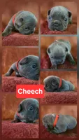 Cheech, a male French Bulldog for sale in New Philadelphia, OH – 1 of 8