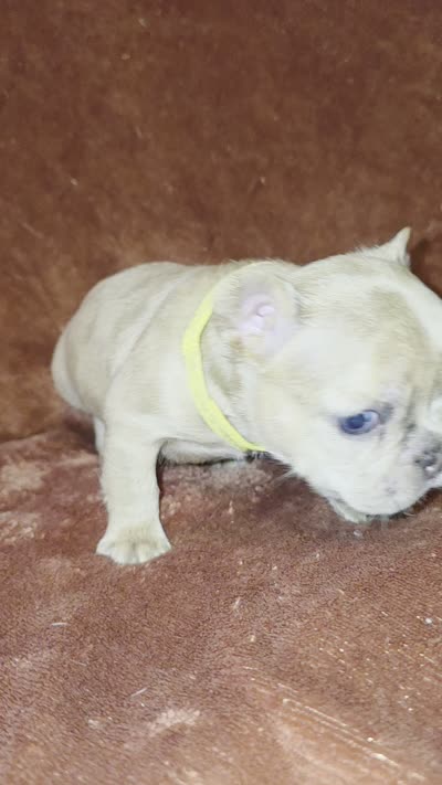 Scrappie, a male French Bulldog for sale in New Philadelphia, OH – 4 of 5