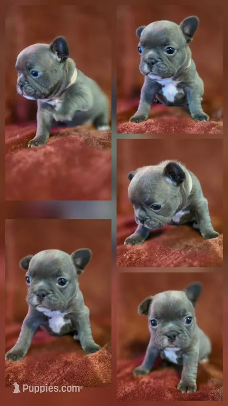 Mable – French Bulldog puppy for sale in New Philadelphia, OH