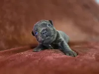  Chong, a male French Bulldog for sale in New Philadelphia, OH – 4 of 6