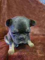 Margo, a female French Bulldog for sale in New Philadelphia, OH – 3 of 10