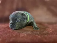  Chong, a male French Bulldog for sale in New Philadelphia, OH – 5 of 6
