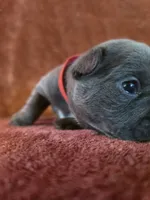 Cheech, a male French Bulldog for sale in New Philadelphia, OH – 2 of 8