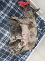 Scooby , a male French Bulldog for sale in New Philadelphia, OH – 2 of 3
