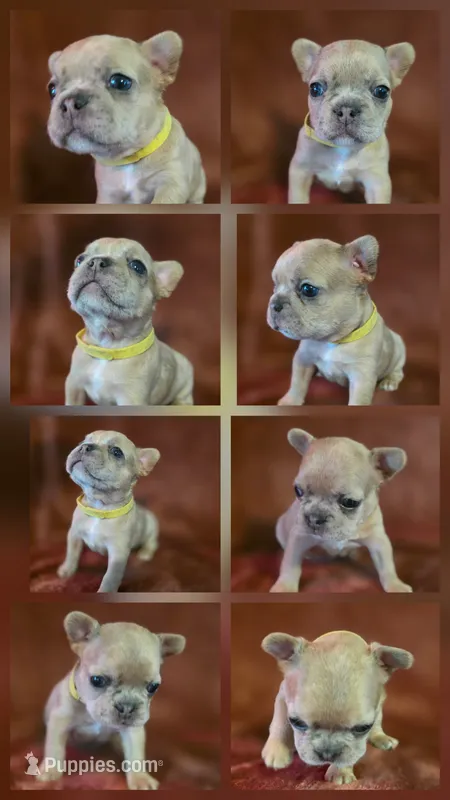 Scrappie – French Bulldog puppy for sale in New Philadelphia, OH