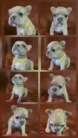 Scrappie, a male French Bulldog for sale in New Philadelphia, OH – 1 of 5