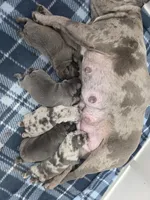 Scooby , a male French Bulldog for sale in New Philadelphia, OH – 3 of 3