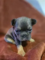 Margo, a female French Bulldog for sale in New Philadelphia, OH – 7 of 10