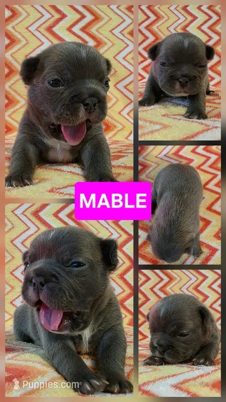 Mable – French Bulldog puppy for sale in New Philadelphia, OH