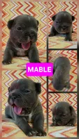 Mable, a female French Bulldog for sale in New Philadelphia, OH – 1 of 3