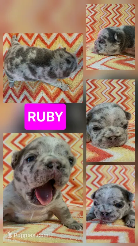 Ruby – French Bulldog puppy for sale in New Philadelphia, OH