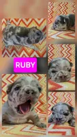 Ruby, a female French Bulldog for sale in New Philadelphia, OH – 1 of 1