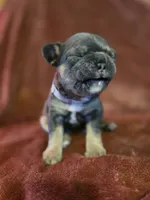 Margo, a female French Bulldog for sale in New Philadelphia, OH – 8 of 10
