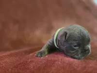  Chong, a male French Bulldog for sale in New Philadelphia, OH – 2 of 6