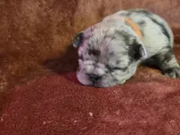 Emma, a female French Bulldog for sale in New Philadelphia, OH – 6 of 6