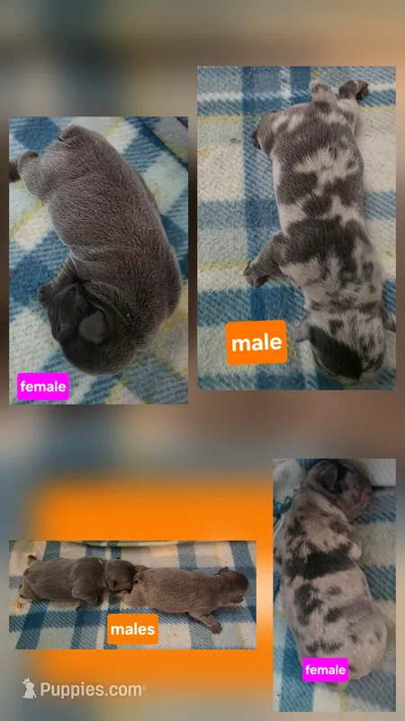 Gidgit litter – French Bulldog puppy for sale in New Philadelphia, OH