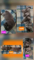 Gidgit litter, a female French Bulldog for sale in New Philadelphia, OH – 1 of 1