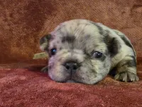 Emma, a female French Bulldog for sale in New Philadelphia, OH – 5 of 6