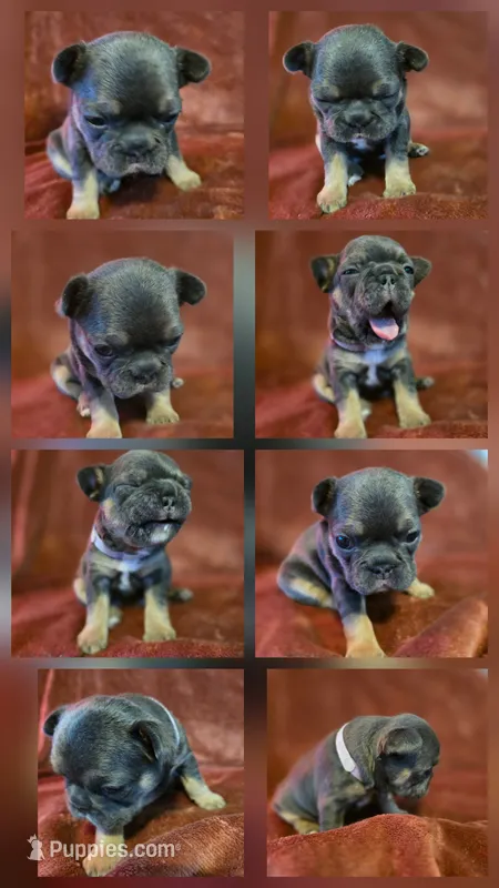 Margo – French Bulldog puppy for sale in New Philadelphia, OH