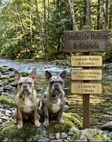 Scrappie, a male French Bulldog for sale in New Philadelphia, OH – 3 of 5