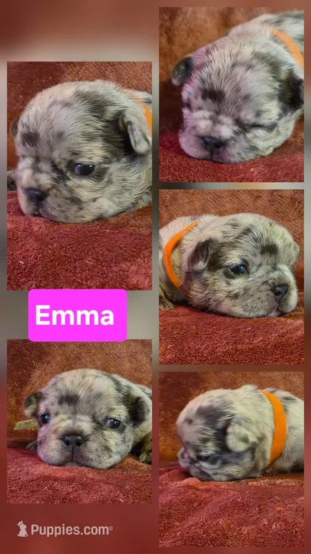 Emma – French Bulldog puppy for sale in New Philadelphia, OH