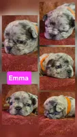 Emma, a female French Bulldog for sale in New Philadelphia, OH – 1 of 6
