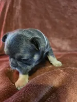 Margo, a female French Bulldog for sale in New Philadelphia, OH – 6 of 10