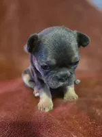 Margo, a female French Bulldog for sale in New Philadelphia, OH – 4 of 10