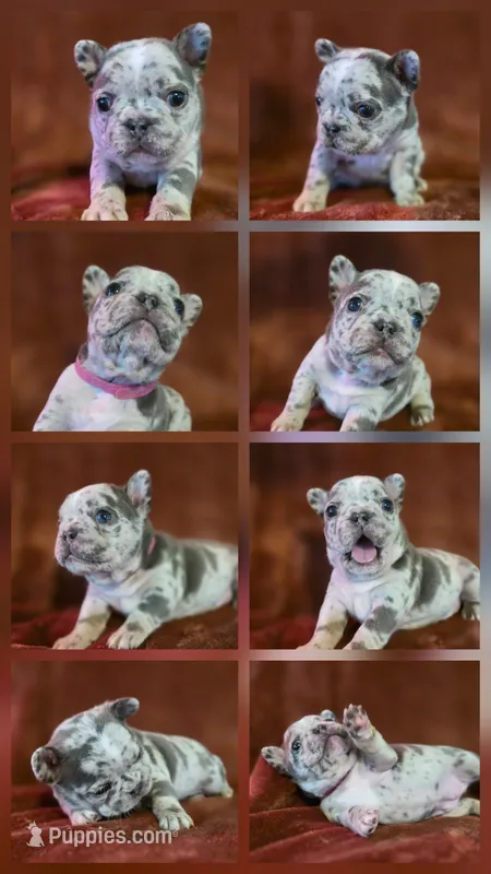 Ruby – French Bulldog puppy for sale in New Philadelphia, OH