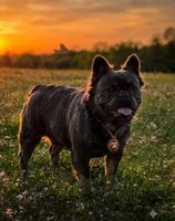 Scrappie, a male French Bulldog for sale in New Philadelphia, OH – 5 of 5