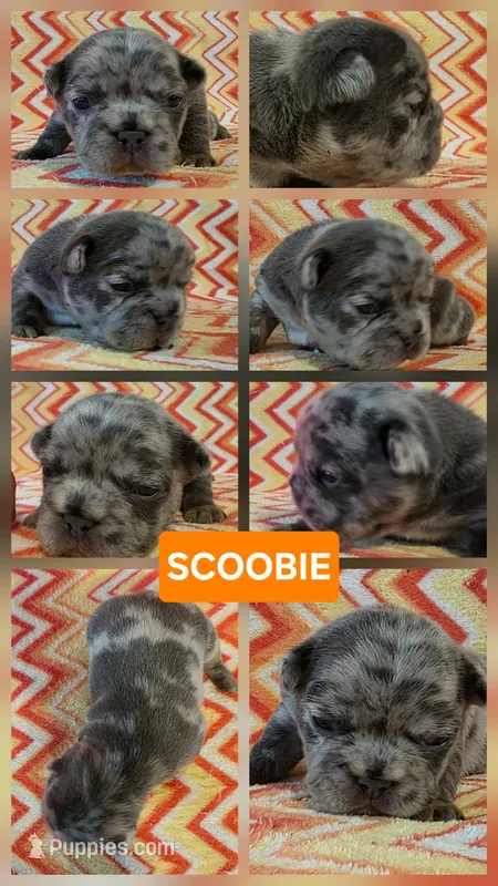 Scooby  – French Bulldog puppy for sale in New Philadelphia, OH