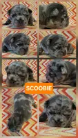 Scooby , a male French Bulldog for sale in New Philadelphia, OH – 1 of 3