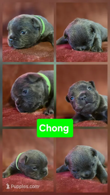  Chong – French Bulldog puppy for sale in New Philadelphia, OH
