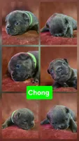 Chong, a male French Bulldog for sale in New Philadelphia, OH – 1 of 6