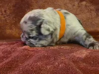 Emma, a female French Bulldog for sale in New Philadelphia, OH – 3 of 6