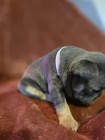 Margo, a female French Bulldog for sale in New Philadelphia, OH – 9 of 10