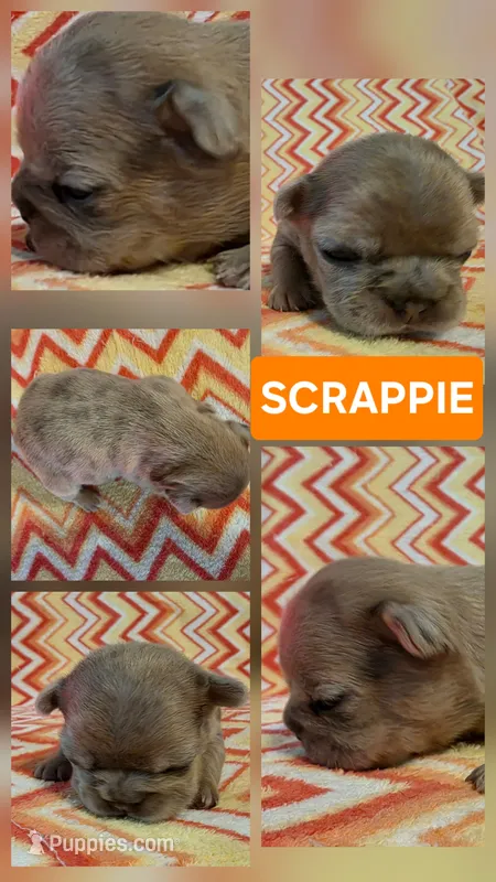 Scrappie – French Bulldog puppy for sale in New Philadelphia, OH